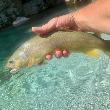 Lejlighed Pri Damijanu *