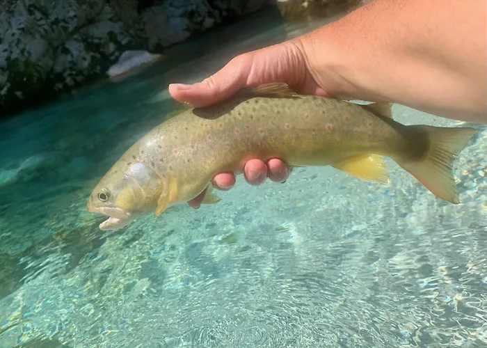 公寓 Pri Damijanu *